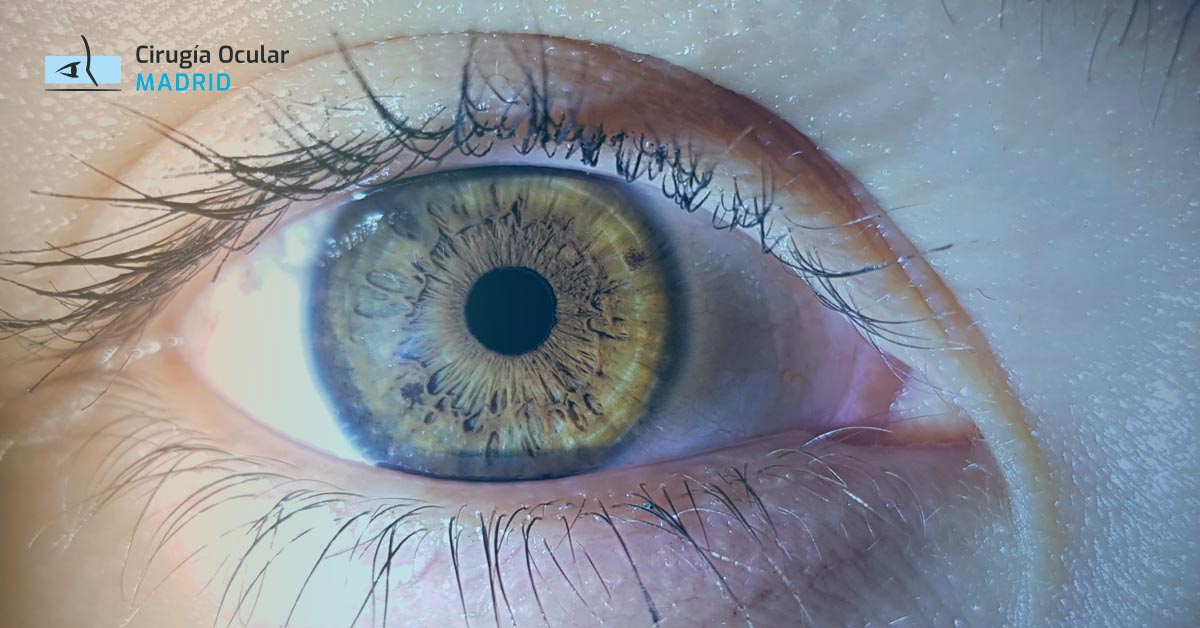 Entendiendo la Mácula Ocular: Clave para una visión clara y detallada